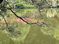 -深圳仙湖植物园
