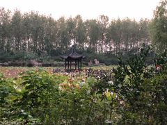 -合肥滨湖国家森林公园