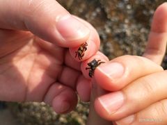 -玫瑰海岸文化旅游度假区
