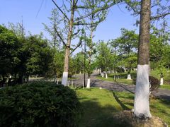 -铁山坪森林公园