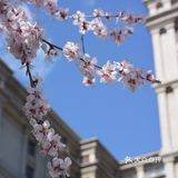 春日踏青好去处之楼下也有好景色