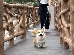 -多乐狗狗宠物训练工作室