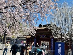 -桃花堤公园