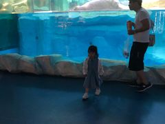 -芜湖新华联大白鲸海洋公园