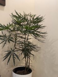 点击看大图 -北京米扬丽格医疗美容·联合丽格鼻整形中心