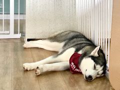 -Husky Go! 哈士奇体验馆·宠物咖啡厅狗咖