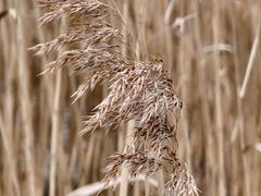 -上海吴淞炮台湾国家湿地公园