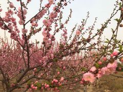 -石家庄市植物园