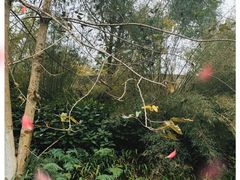 -都江堰中华大熊猫苑