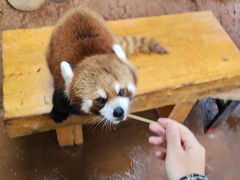 -云南野生动物园