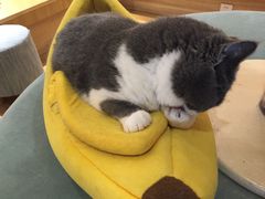 -滚猫咖啡·猫咖·猫友好撸猫(未来城店)
