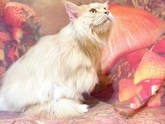 -佐罗家宠物馆·猫文化馆(紫霞路店)