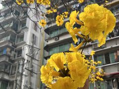 -黄桷坪涂鸦艺术街