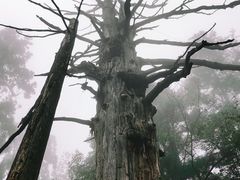 -天目山大树王景区