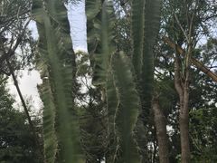 -广西壮族自治区药用植物园