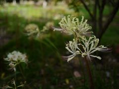 -白塘生态植物园