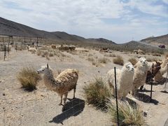 -新疆天山野生动物园