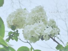 -天鹅湖体育公园