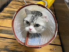 -喵百万·布偶·蓝金金渐层英短·猫舍(百子湾店)