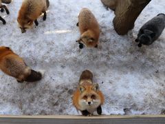 -宫城藏王狐狸村