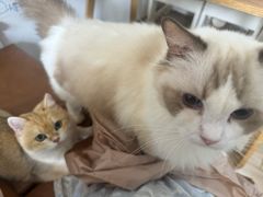 -李小姐の猫咖啡馆(五角场店)
