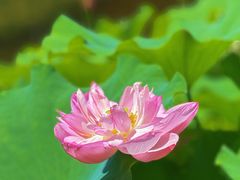 -陈家山荷花公园