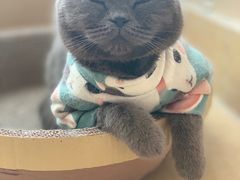 -伟伟宠物医院·CT影像中心·瑞派犬猫综合性门诊(汉口总院)
