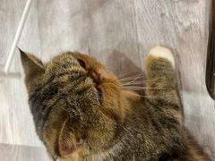 -BABIT巴比特宠物(MOMOPARK店)