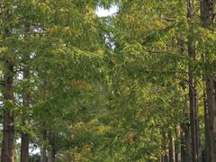 -黄海国家森林公园