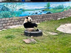 -上海野生动物园