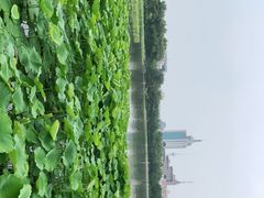 -莲花池公园