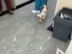 -艾贝尔宠物医院·宠保定点·超声绝育·免疫点(樱花路店)