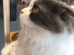 -飞行喵MR PILOT|猫舍·猫咖(静安大融城店)