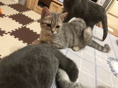 -康乐宝动物医院