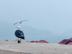 -枸杞岛