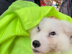 -宫城藏王狐狸村