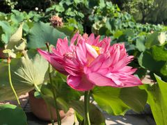 -莲花池公园