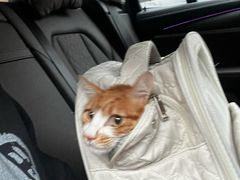 -四月宠物医院·猫专科·心脏专科·内科(转塘店)