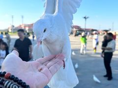 -天津妈祖文化园