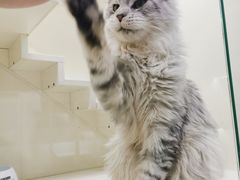 -十年猫舍·猫咪专门店(普陀店)