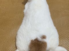 -Bastet sally猫舍购宠(静安店)