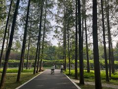 -东平国家森林公园