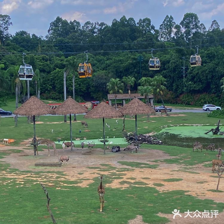 🦒长隆野生动物园游玩攻略｜拒绝踩坑❌注意事项大总结