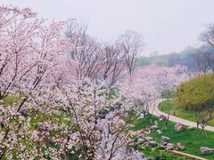 -羊山湖公园