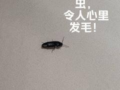 -上海漕河泾万丽酒店