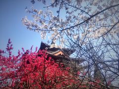 -西安青龙寺遗址景区