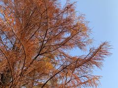 -番禺大夫山森林公园