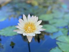 -上海辰山植物园