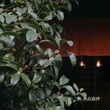 湿地国风下午茶☕️首发‼️氛围感满满