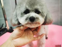 -宠福鑫康馨动物医院·骨科·眼科